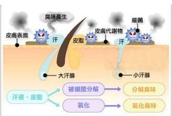 腋臭形成原理